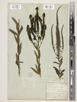 Veronica spuria L. [family PLANTAGINACEAE]