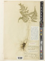 Dryopteris gymnophylla (Baker) C.Chr. [family DRYOPTERIDACEAE]