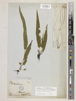 Holotype of Lindsaea griffithiana Hook. [family LINDSAEACEAE]