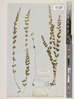 Type of Lindsaea fraseri Hook. [family LINDSAEACEAE]
