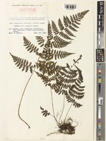 Isotype of Cornopteris tashiroi Tagawa [family WOODSIACEAE]