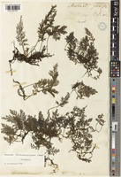 Trichomanes birmanicum Bedd. [family HYMENOPHYLLACEAE]