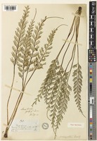 Type of Asplenium prolongatum Hook. [family ASPLENIACEAE]
