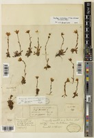 Lectotype of Saxifraga indica (Clarke) Wadhwa [family SAXIFRAGACEAE]