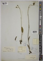 Hieracium boliviense (Wedd.) Sch. Bip. subsp. tucumanicum Zahn [family COMPOSITAE]