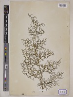 Ceratopteris thalictroides Brongn. [family PARKERIACEAE]