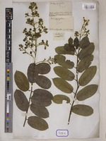 Rubus hexagynus Roxb. [family ROSACEAE]