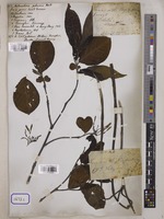 Holarrhena pubescens Wall. [family APOCYNACEAE]