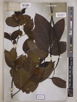 Holarrhena pubescens Wall. [family APOCYNACEAE]