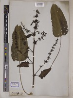 Rumex nepalensis Spreng. [family POLYGONACEAE]