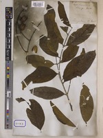 Lagerstroemia reginae unrecorded var. angustior Wall. [family LYTHRACEAE]
