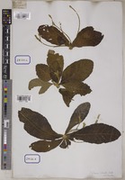 Elytraria crenata Vahl [family ACANTHACEAE]