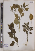 Solanum nigrum L. [family SOLANACEAE]