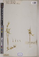 Avena sativa L. [family POACEAE]