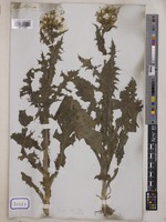 Sonchus oleraceus Wall. [family COMPOSITAE]