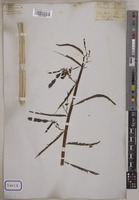 Aeschynomene indica Wall. [family LEGUMINOSAE-PAPILIONOIDEAE]