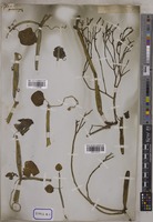 Vitis quadrangularis Wall. [family VITACEAE]