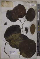 Nauclea wallichiana R.Br. [family RUBIACEAE]