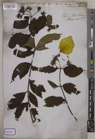 Mussaenda villosa Wall. [family RUBIACEAE]