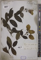 Mussaenda variolosa Wall. [family RUBIACEAE]