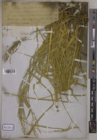 Oryza sativa L. [family POACEAE]