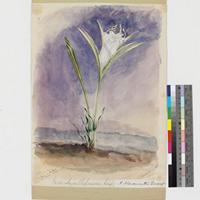 Pancratium chapmanii Harv.; watercolour and pencil field sketch