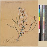 Gynandropsis triphylla; watercolour and pencil field sketch.