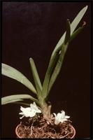 Ancistrorhynchus refractus (Kraenzl.) Summerh. from Tanzania