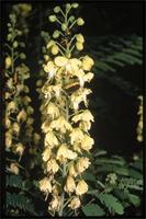 Caesalpinia decapetala (Roth) Alston from Kenya.