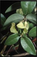 Macrotyloma axillare (E.Mey.) Verdc. var. glabrum (E.Mey.) Verdc. from Madagascar