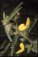 Kotschya africana Endl. from Madagascar