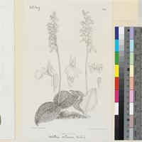 Holothrix orthoceras Reichb.f. published illustration from Curtis's Botanical Magazine