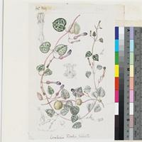 Ceropegia woodii Schlechter original illustration from Curtis's Botanical Magazine