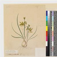 Albuca vittata Ker Gawl. original illustration from Curtis's Botanical Magazine