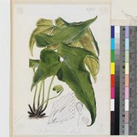 Asplenium hemionitis Linn. original illustration from Curtis's Botanical Magazine