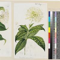 Dracaena surculosa Lindl. var. maculata Hook.f. original illustration from  Curtis's Botanical Magazine on JSTOR