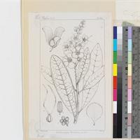 Acridocarpus natalitius A.Juss. published illustration from Curtis's Botanical Magazine