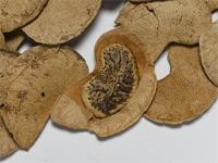 Colophospermum mopane (J.Kirk ex Benth.) J.Kirk ex J.Léonard; seeds