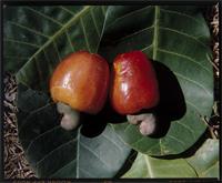 Anacardium occidentale L. from Madagascar