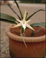Angraecum sp. from Madagascar
