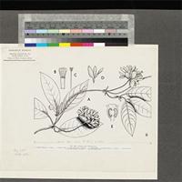 Sabicea calycina Benth.; original illustration from FWTA