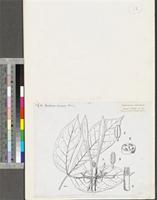 Euadenia eminens Hook.f.; original illustration from FWTA