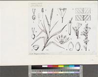Polygonum limbatum Meisn.; original illustration from FWTA