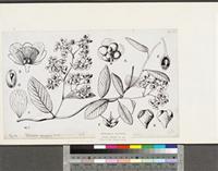 Tetracera alnifolia Willd.; original illustration from FWTA