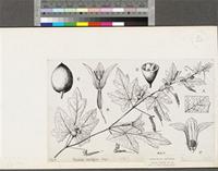 Coccinia grandis (L.) Voigt; original illustration from FWTA