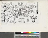 Anopyxis ealaensis (De Wild.) Sprague; original illustration from FWTA