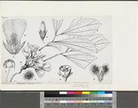 Cienfuegosia heteroclada Sprague; original illustration from FWTA