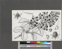 Rubus apetalus Poir. var. apetalus; original illustration from FWTA