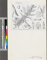 Indigofera erecta Thunb.; original illustration from FWTA