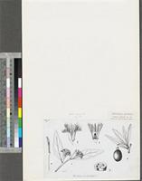 Ximenia americana L.; original illustration from FWTA